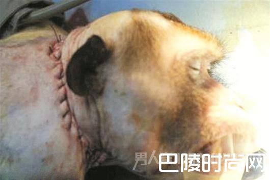 为猴子“换头”