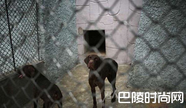 朝鲜动物园狗屋