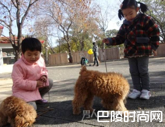 游客动物园看泰迪 游客动物园看泰迪