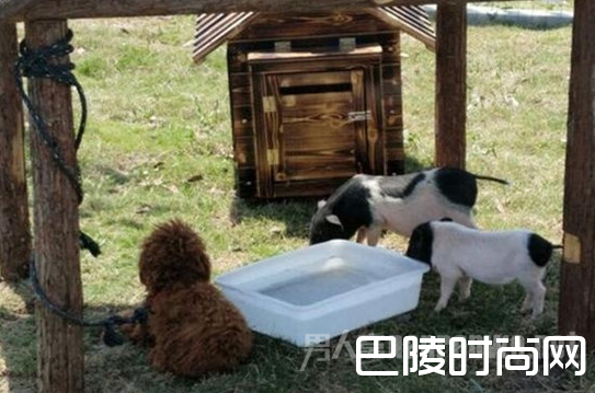 游客动物园看泰迪