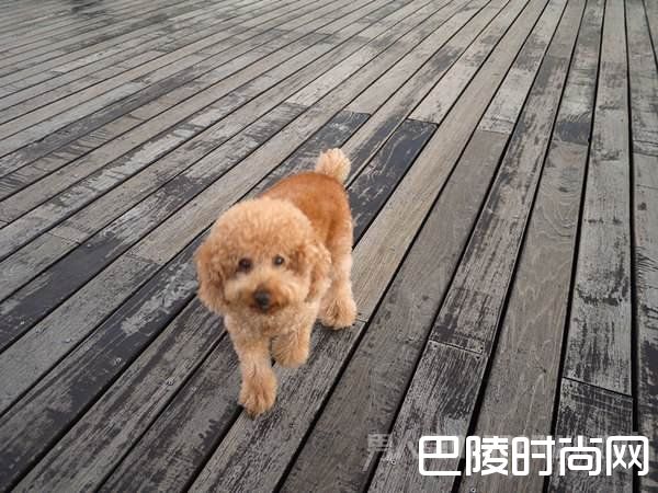 游客动物园看泰迪