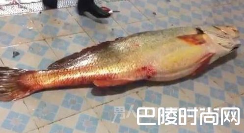 天价鱼卖出347万