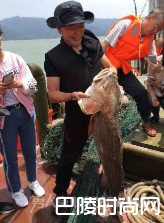 天价鱼卖出347万 天价鱼卖出347万