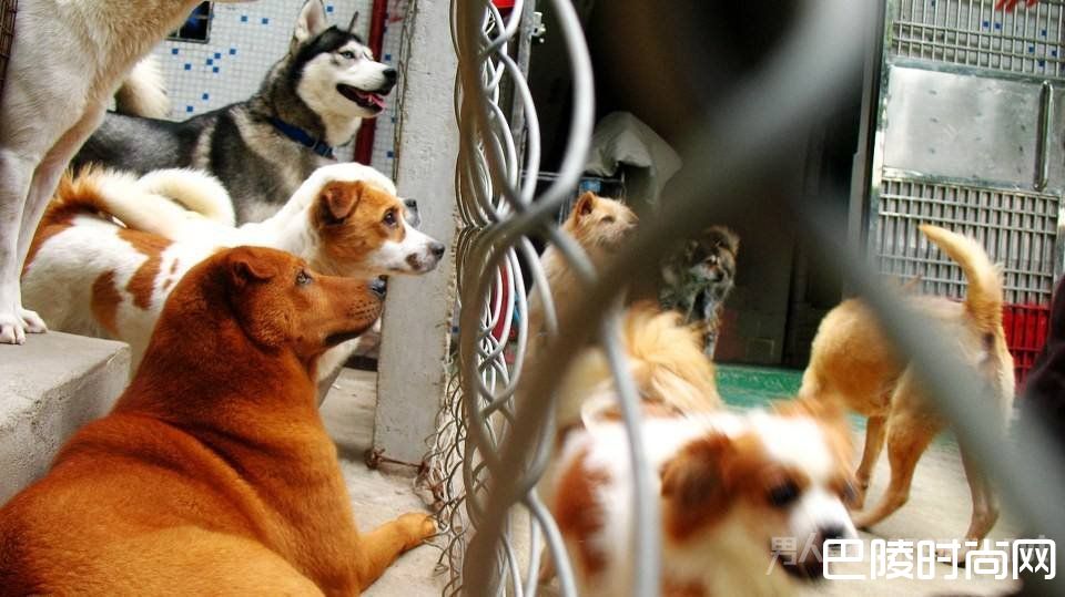 救助百余流浪狗