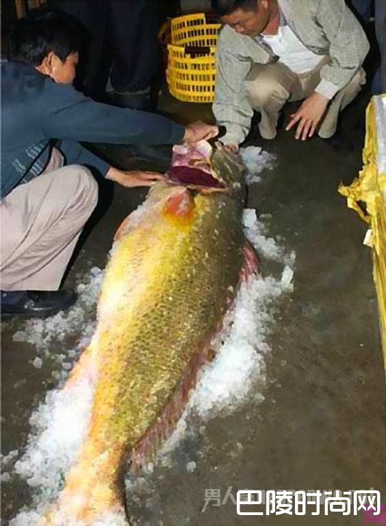天价鱼卖出347万