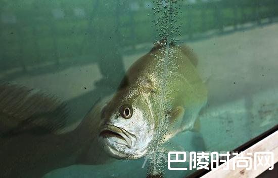 黄唇鱼资料图 黄唇鱼资料图