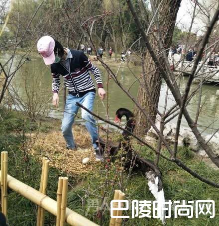 男子景区踩天鹅蛋
