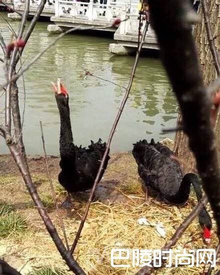 男子景区踩天鹅蛋