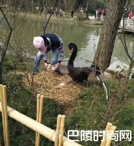 男子景区踩天鹅蛋