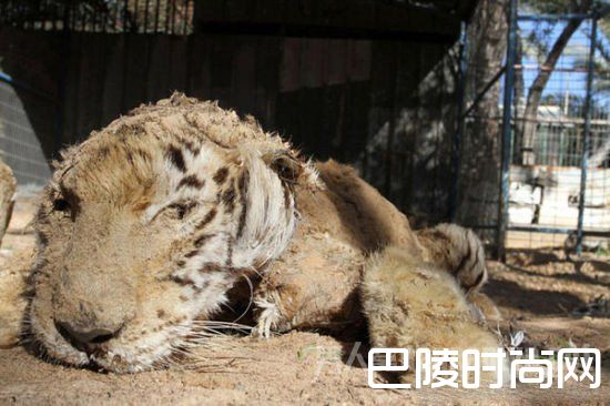 全球最惨动物园