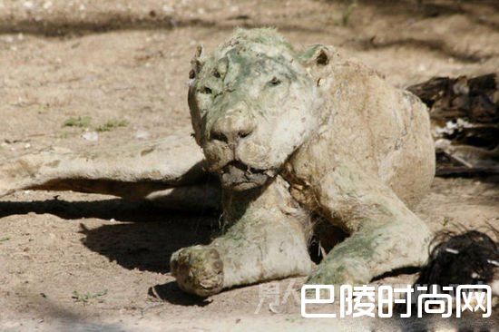 全球最惨动物园