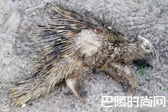 全球最惨动物园