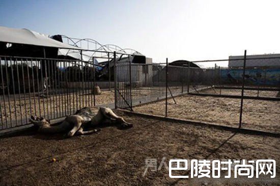 全球最惨动物园