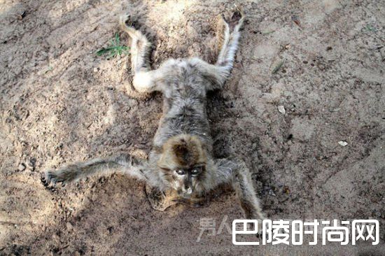 全球最惨动物园