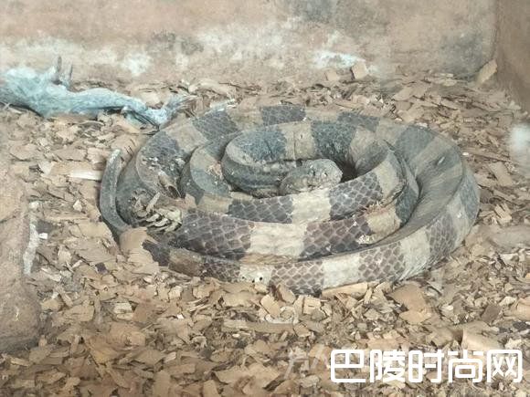 图为动物园内已经死亡很久的金环蛇