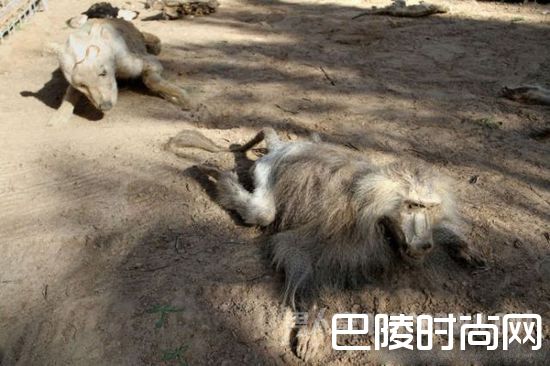 全球最惨动物园