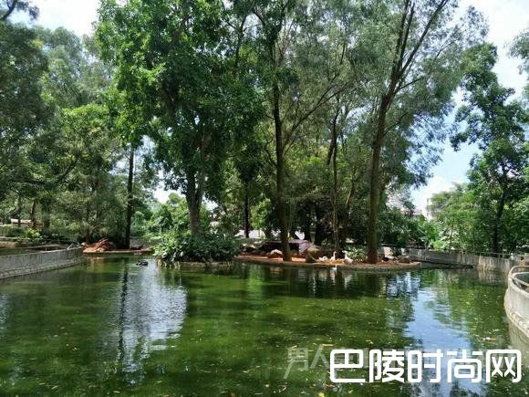 水禽区的水已经呈现墨绿色