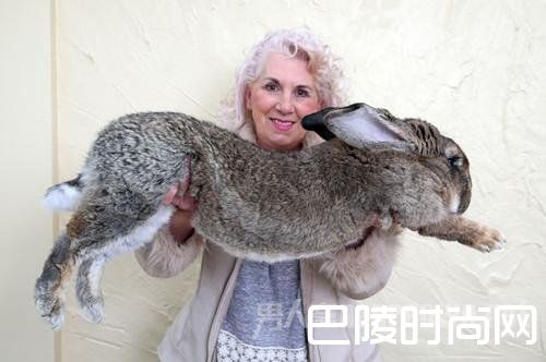 巨兔乘机时死亡