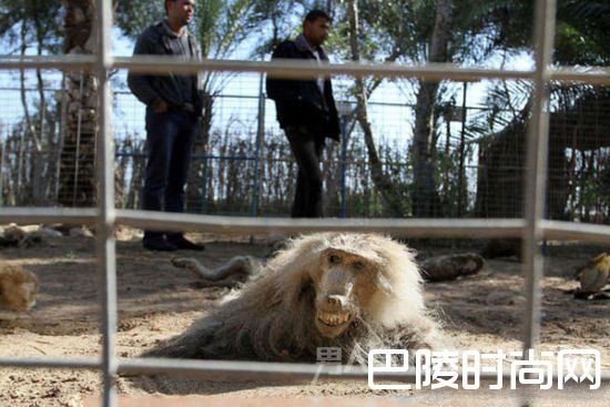 全球最惨动物园