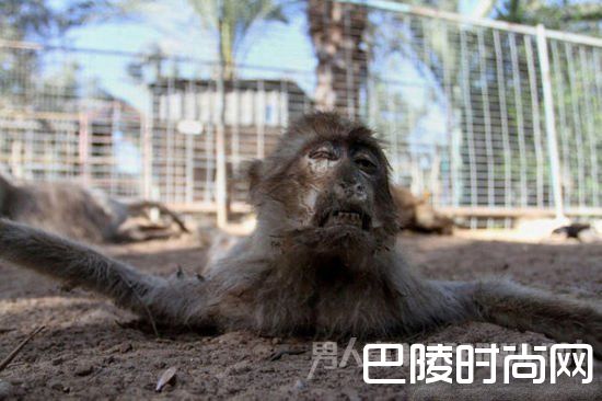 全球最惨动物园