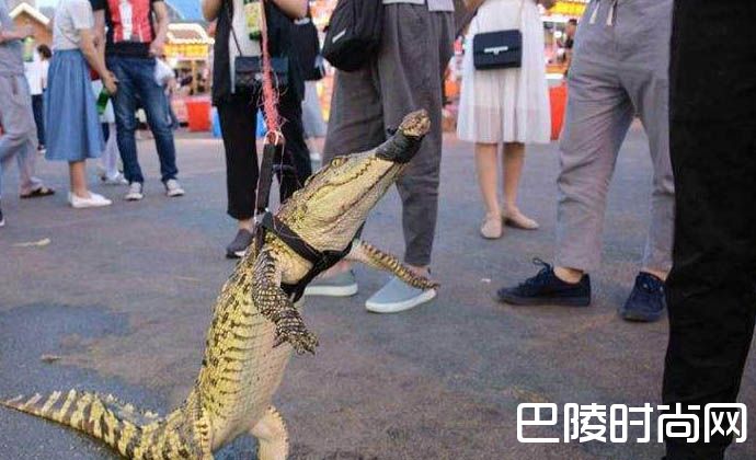 沈阳现鳄鱼肉炸串