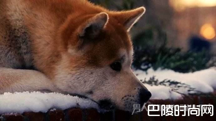 忠犬八公 忠犬八公