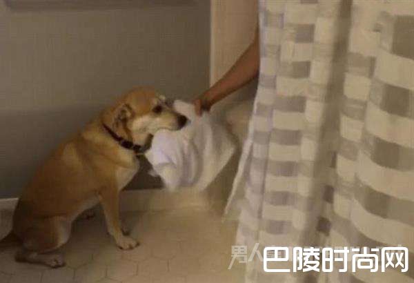 狗叫醒主人 狗叫醒主人