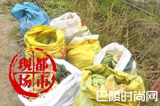 4个熊孩子踩坏9000斤西瓜