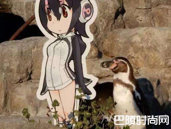 企鹅痴心守护 企鹅痴心守护