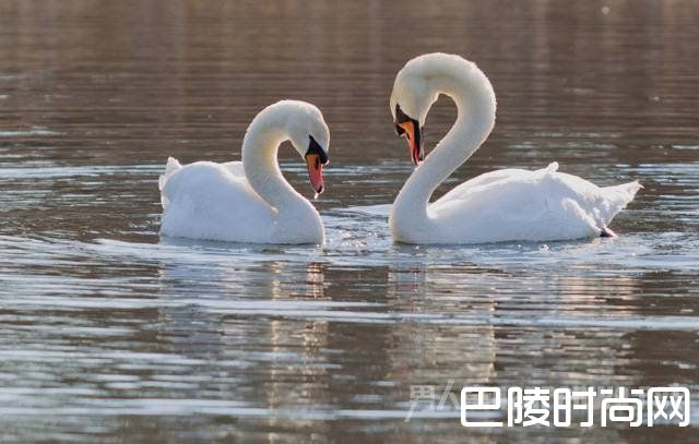 一生只一个伴侣 一生只一个伴侣