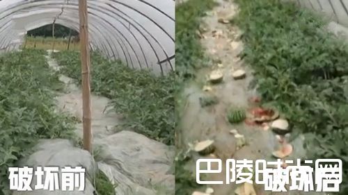西瓜大棚遭人毒手