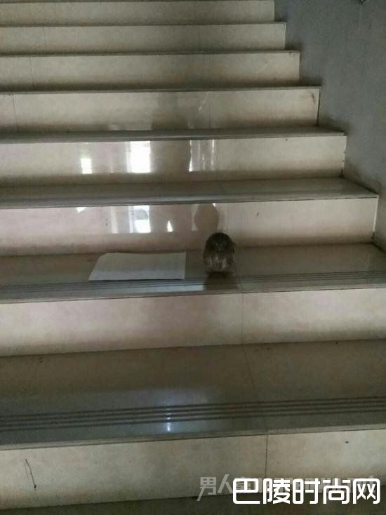 猫头鹰和介绍信