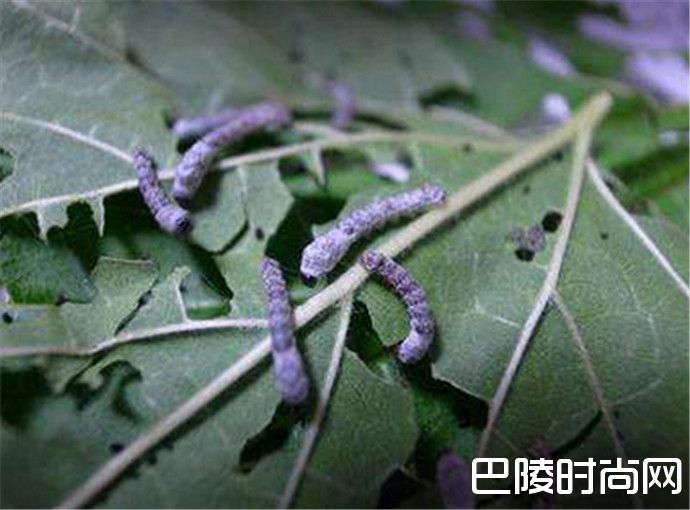 最早生命记录刷新