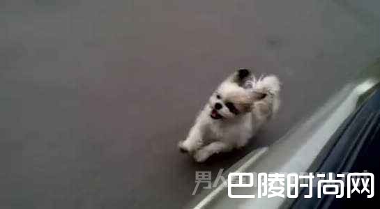狗追车辆