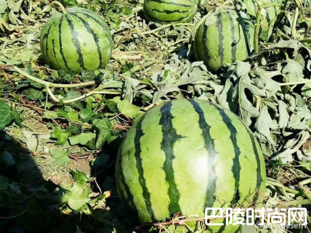 西瓜个头有足球大