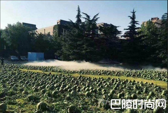 3500个西瓜全送毕业生 3500个西瓜全送毕业生