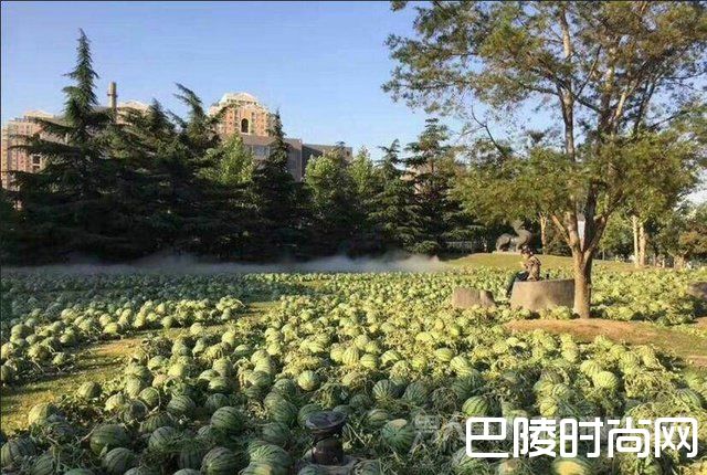 一片西瓜连接着藤蔓铺满了整整一块草坪