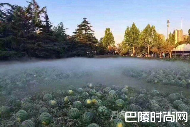 草坪一夜间被西瓜铺满 草坪一夜间被西瓜铺满