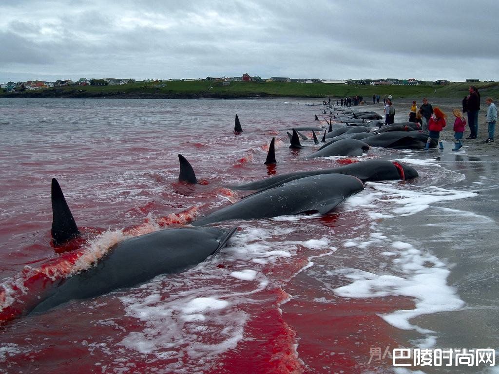 日本人捕杀海豚