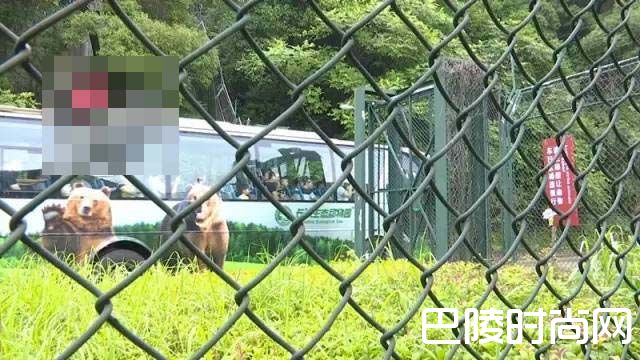 老虎放养区 老虎放养区