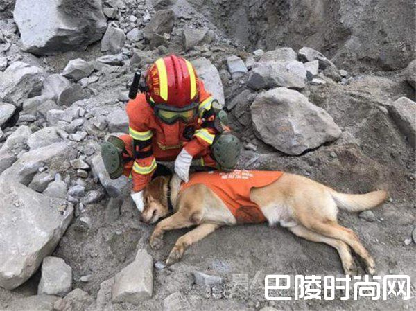 累瘫了的搜救犬小虎