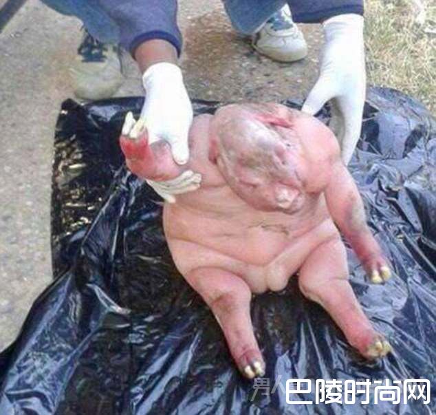 畸形生物 畸形生物