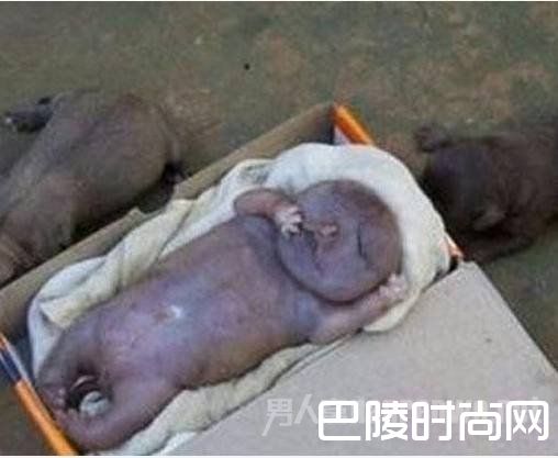 半人半狗 半人半狗