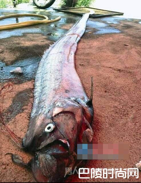 村民发现怪鱼