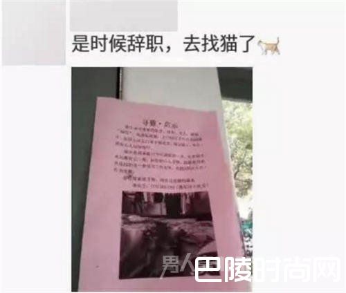 寻猫启示 寻猫启示