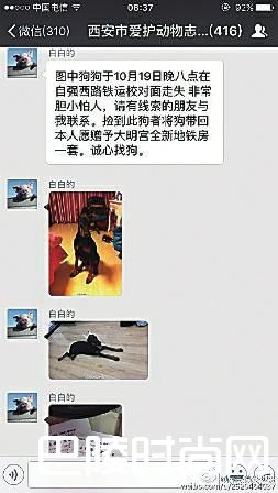 高价寻狗 高价寻狗