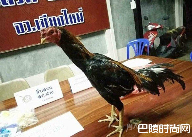 吞毒品的鸡 吞毒品的鸡