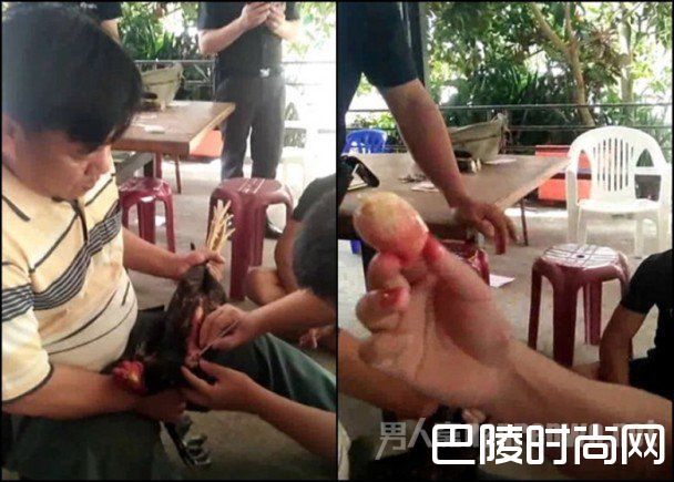 让毒贩向鸡道歉 让毒贩向鸡道歉