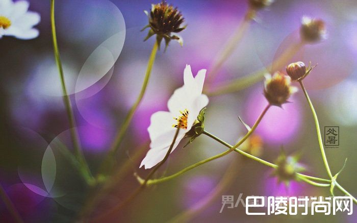 处暑节气 处暑节气