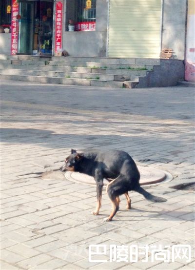 女子被狗吓到 女子被狗吓到